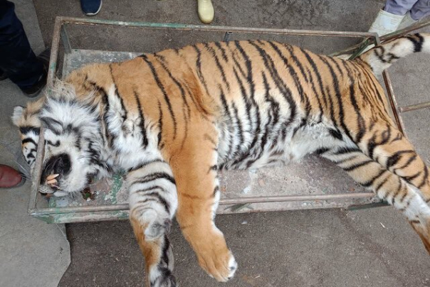 جزئیات خفگی ببر 11 ساله‌ باغ وحش مشهد