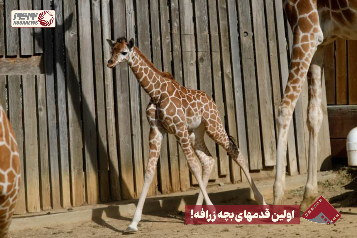 نورنما | اولین قدمهای بچه زرافه ! +فیلم