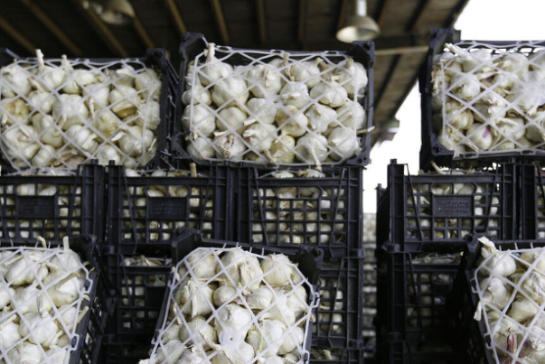 32 countries importing Iranian garlic: Official