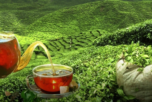 به دستور رئیس‌ جمهور؛ واردات چای به کشور محدود شد