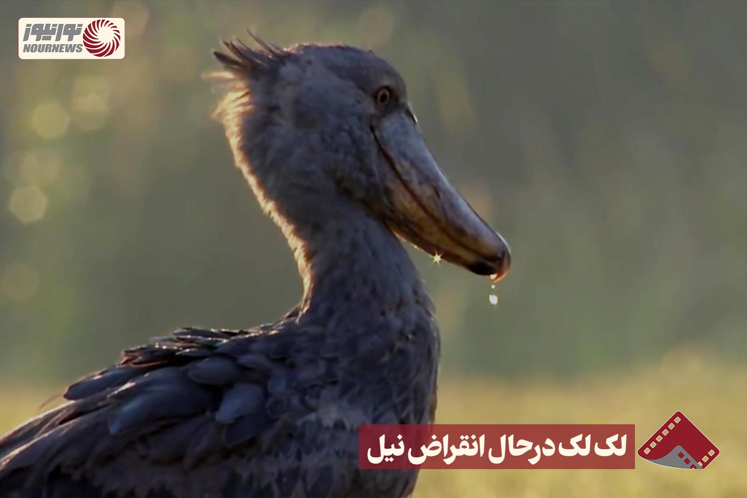 نورنما | لک لک در حال انقراض نیل +فیلم