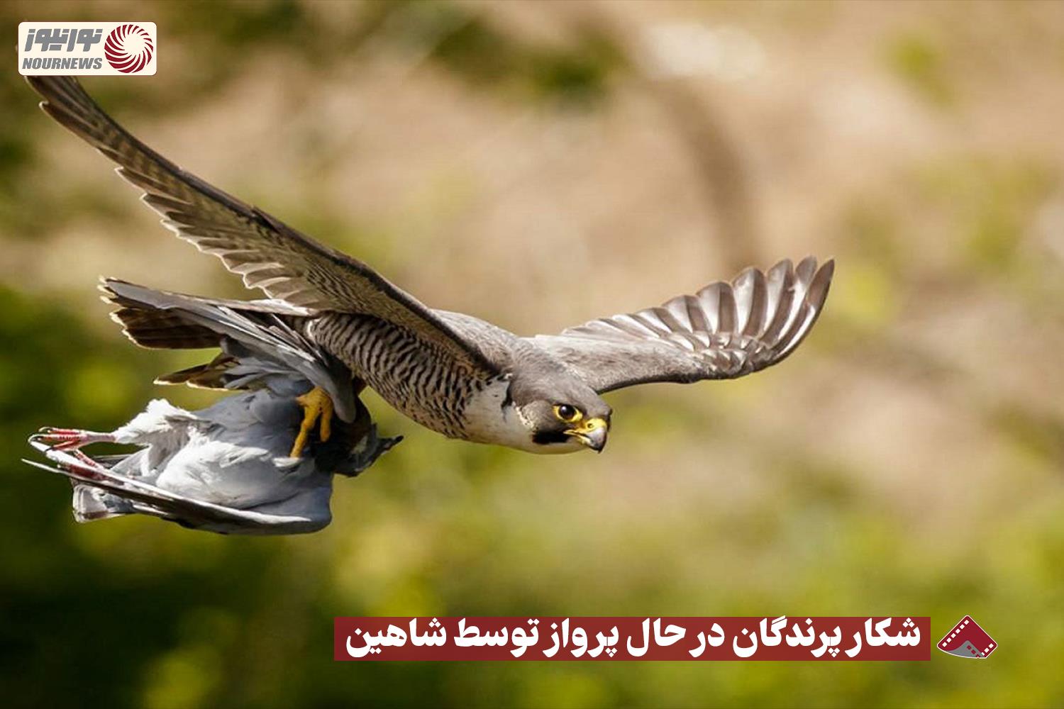 نورنما |  شکار پرندگان در حال پرواز توسط شاهین +فیلم