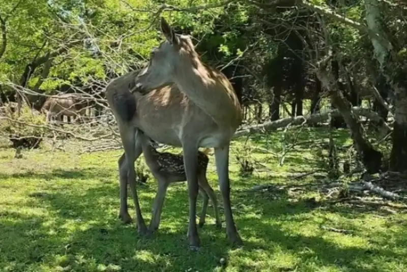 تولد دو بره مرال در پناهگاه حیات وحش آستارا+ویدئو