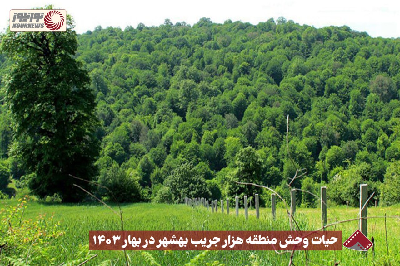نورنما | حیات وحش‌منطقه هزار جریب بهشهر در بهار 1403