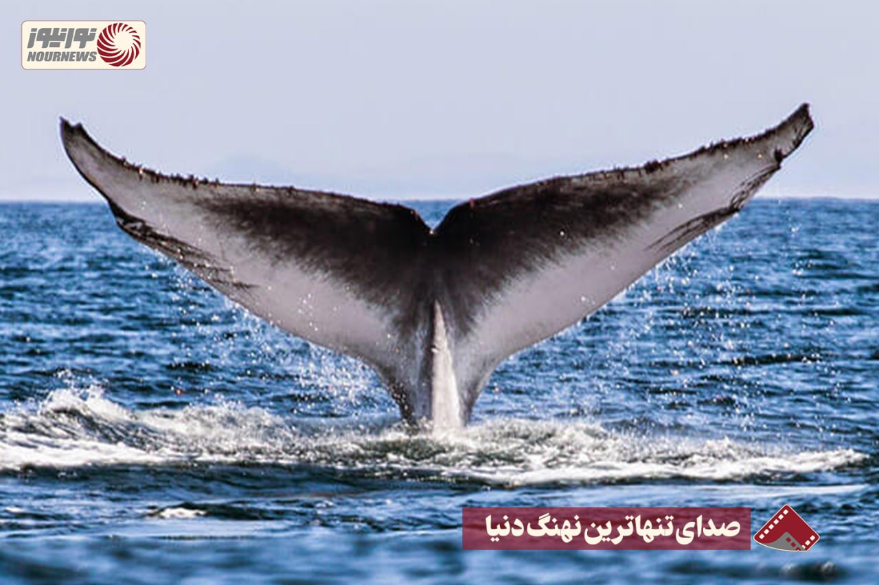 نورنما | صدای تنهاترین نهنگ دنیا +فیلم