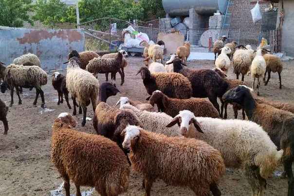 اعلام جایگاه‌های عرضه دام عید قربان در تهران
