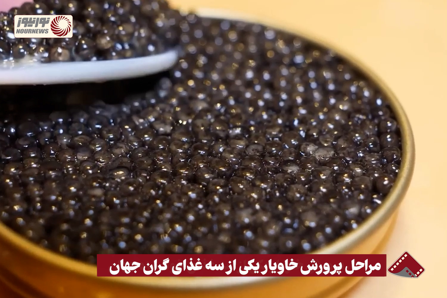 نورنما | مراحل پرورش خاویار یکی از سه غذای گران جهان + فیلم