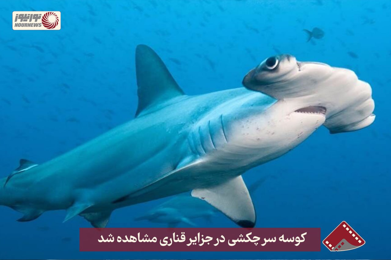 نورنما | کوسه سرچکشی در جزایر قناری مشاهده شد +فیلم