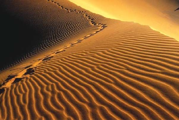 کشته شدن 12 پناهنده سوری در صحرای الجزایر بر اثر تشنگی