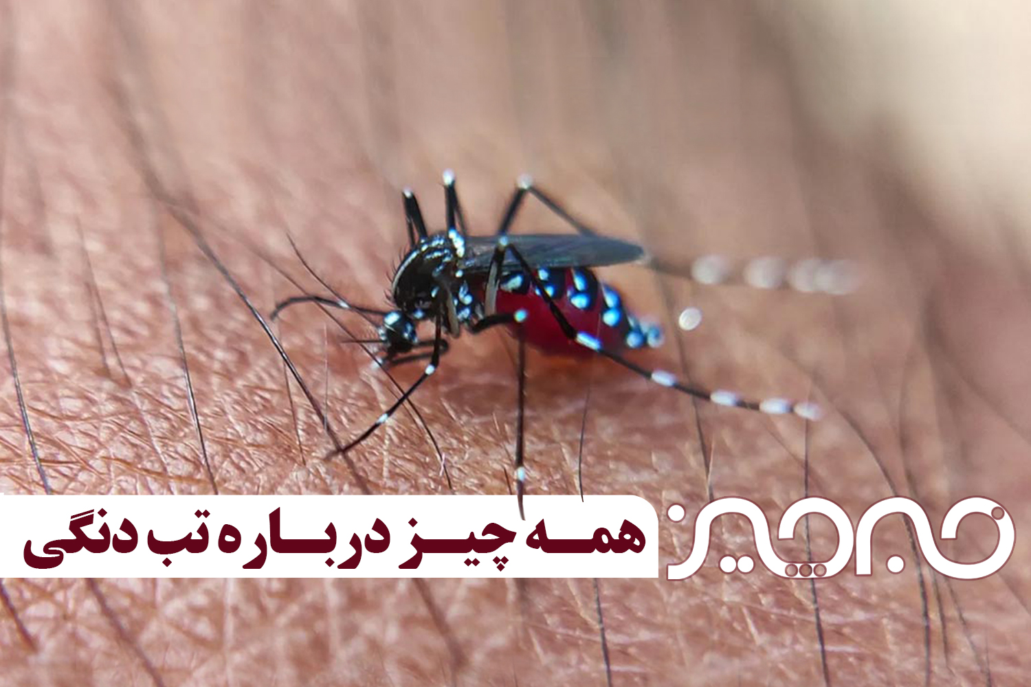 پادکست | همه‌چیز درباره تب دنگی