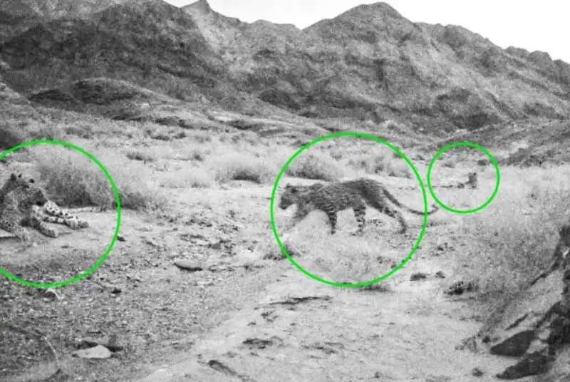 ثبت تصویر جدید از  4پلنگ ایرانی در  نایین