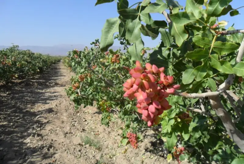 صدور حکم دادستانی برای شناسایی «نگهبانان خودخوانده» باغ‌های پسته