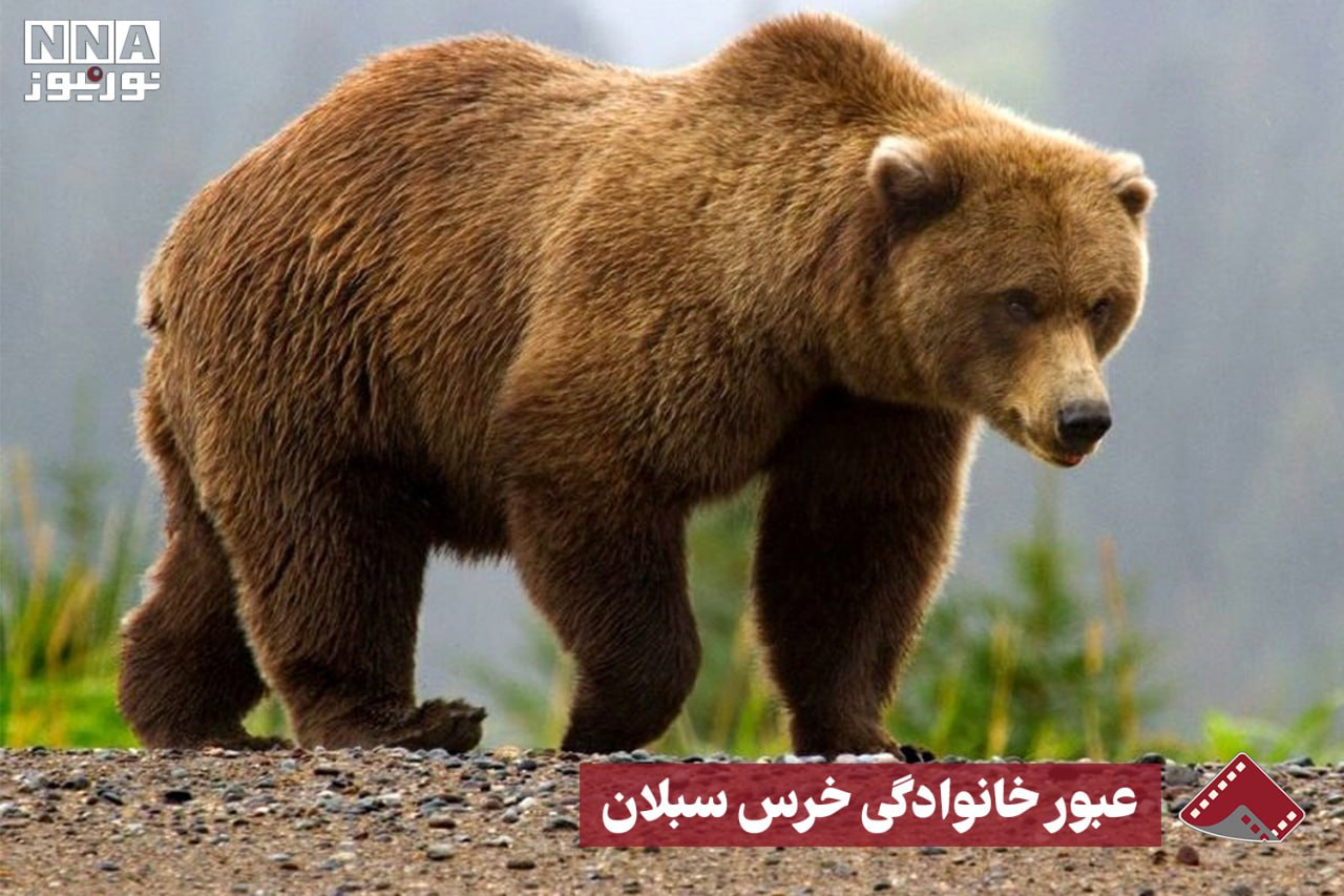 نورنما | عبور خانوادگی خرس سبلان +فیلم