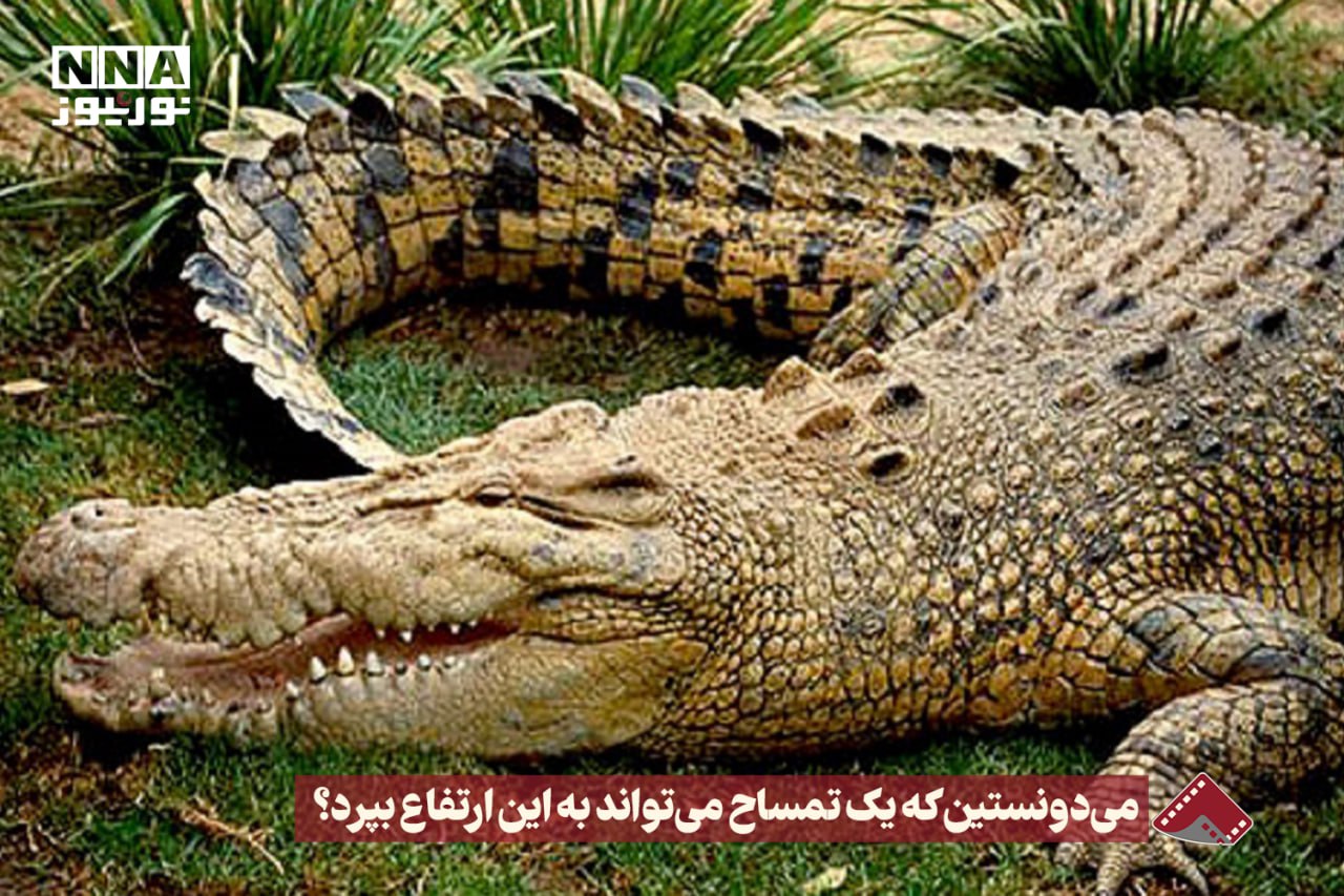 نورنما | میدونستین که یک تمساح می تواند به این ارتفاع بپرد؟