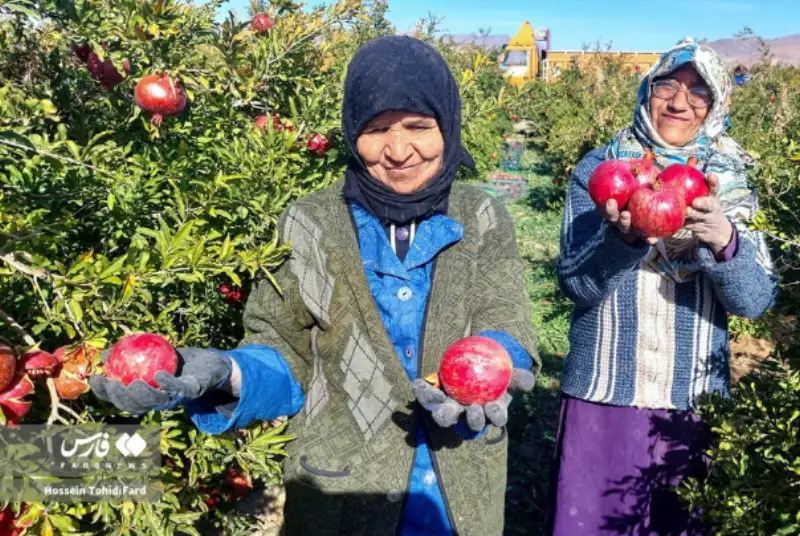 عکس های منتخب ایران، دوشنبه 12 آذر  1403