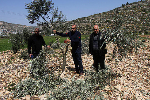 מתנחלים מסתערים על אל-אקצא והכיבוש עוקר 150 עצי זית ליד בית לחם