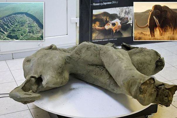 俄罗斯发现 5 万年前的猛犸象幼体遗骸