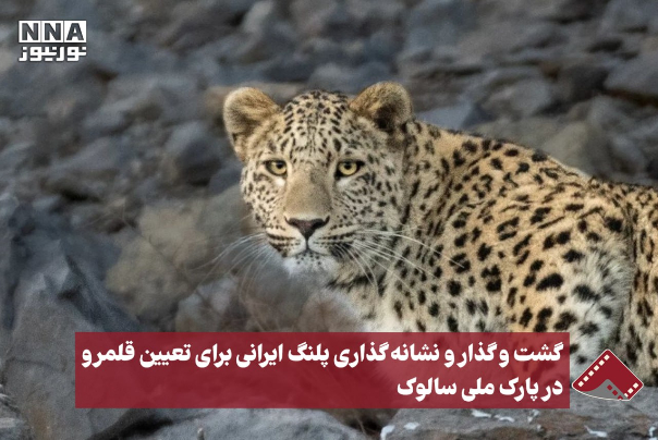 نورنما | گشت و گذار و نشانه گذاری پلنگ ایرانی برای تعیین قلمرو در پارک ملی سالوک +فیلم
