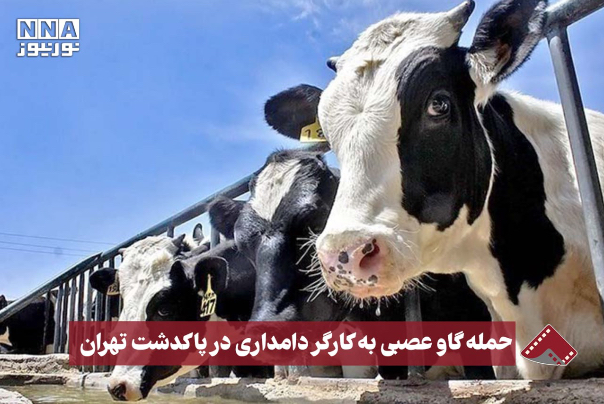 نورنما | حمله گاو عصبی به کارگر دامداری در پاکدشت تهران +فیلم