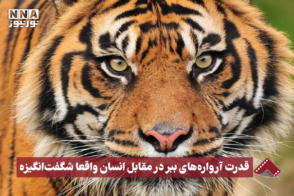 نورنما | قدرت آرواره های ببر در مقابل انسان واقعا شگفت انگیزه