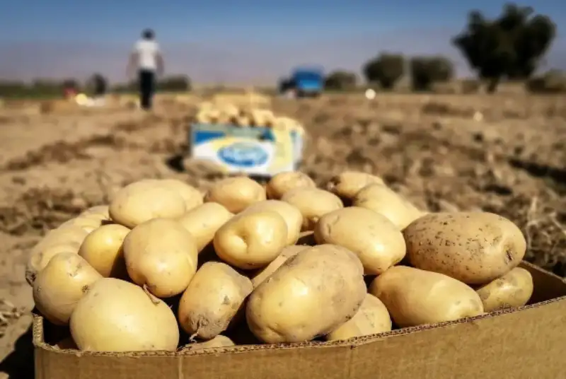 چه خبر از بازار سیب زمینی؟