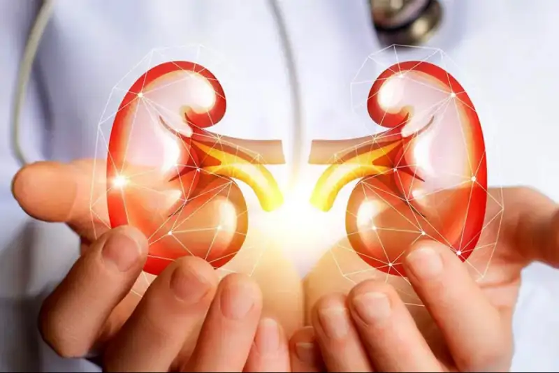 تغذیه مناسب؛ راهکاری مؤثر برای حفظ سلامت کلیه‌ها