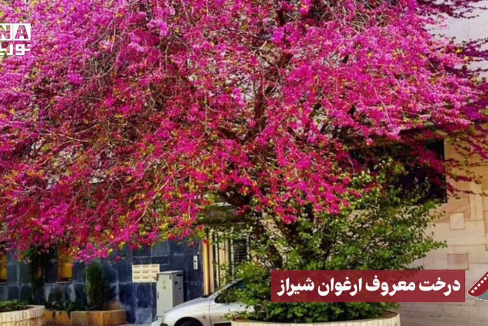 نورنما | درخت معروف ارغوان شیراز