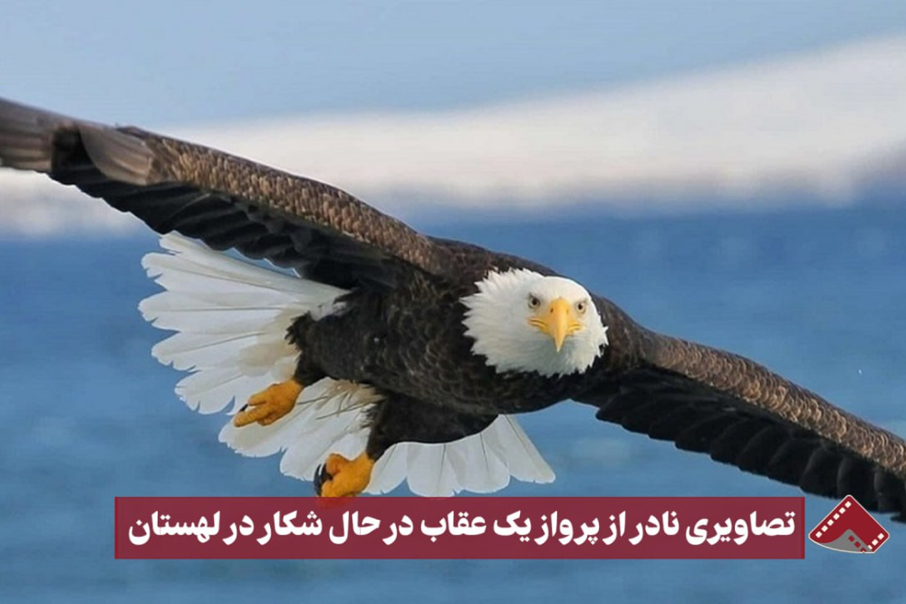 نورنما | تصاویری نادر از پرواز یک عقاب در حال شکار در لهستان