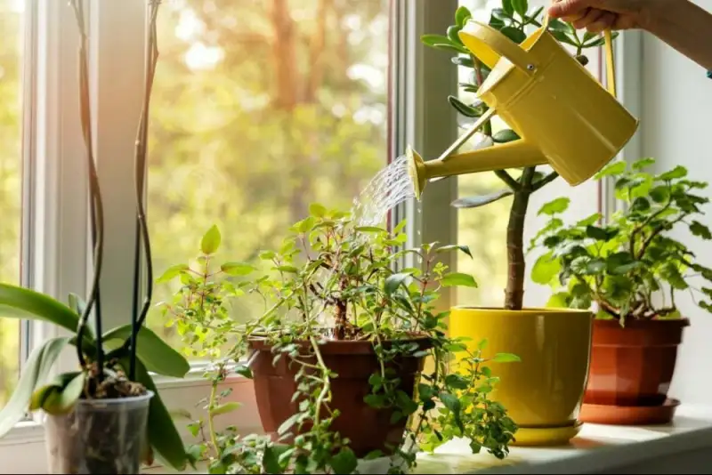 آپارتمان سبز؛ با گیاهان آپارتمانی زندگی خود را زیباتر کنید!