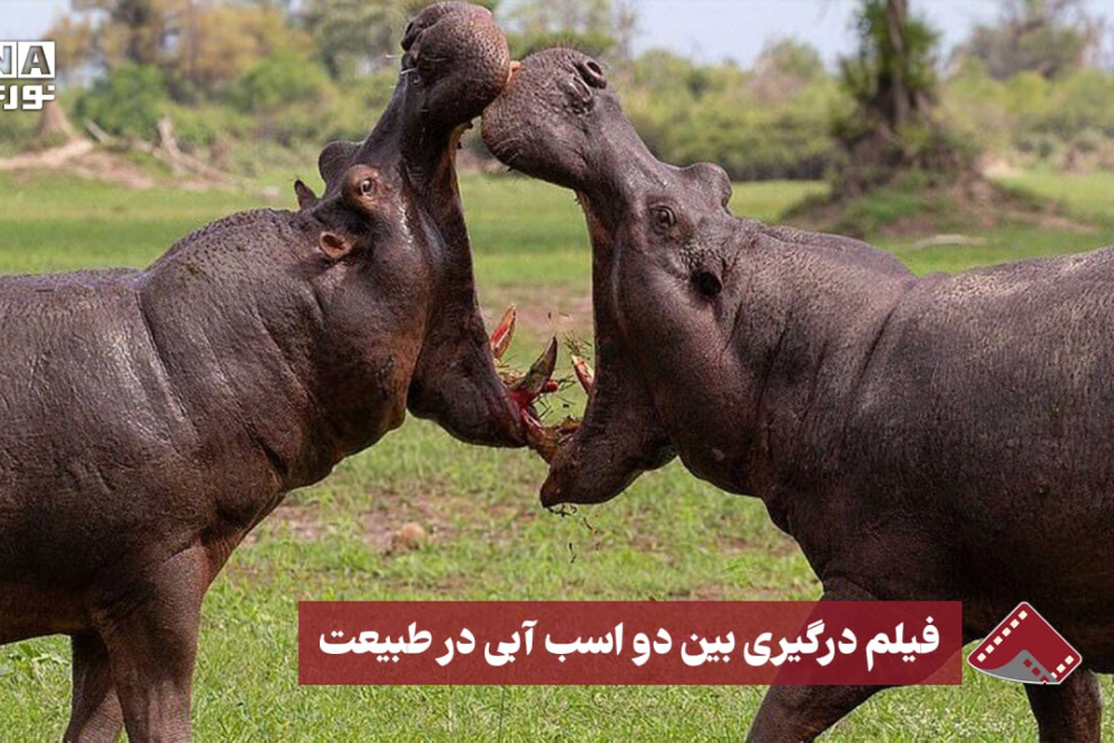نورنما | فیلم درگیری بین دو اسب آبی در طبیعت