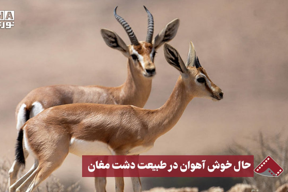 نورنما | حال خوش آهوان در طبیعت دشت مغان