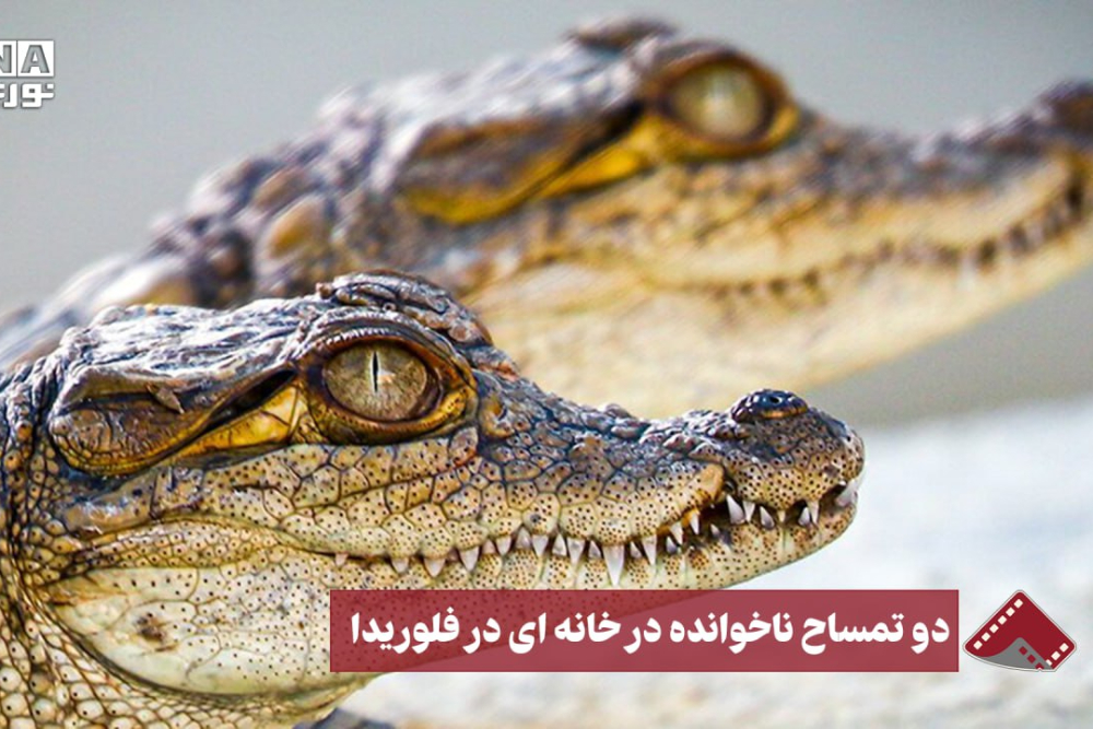 نورنما | دو تمساح ، میهمان ناخوانده ی خانه ای در فلوریدا