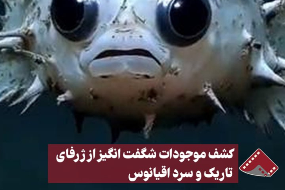 نورنما | کشف موجودات شگفت انگیز از ژرفای تاریک و سرد اقیانوس