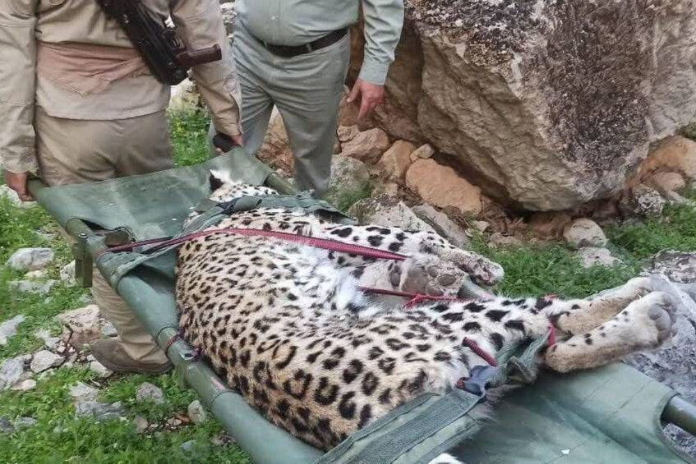 علت مرگ توله‌پلنگ‌ها در کرمان مشخص شد