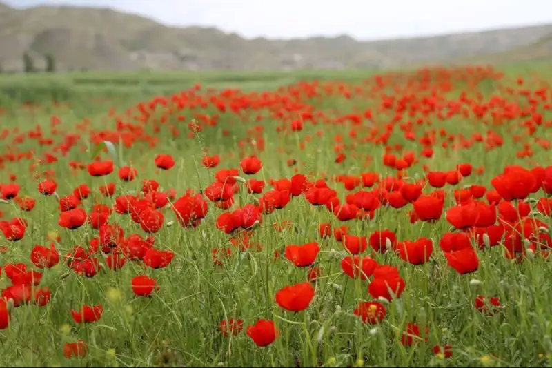 طبیعت سمنان می‌درخشد؛ شکوفایی شقایق‌ها در دشت میامی + فیلم