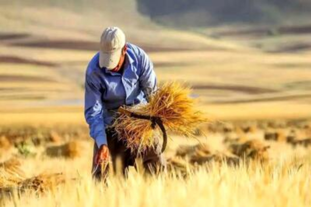 گندمکاران منتظر تحقق وعده 72 ساعته دولت