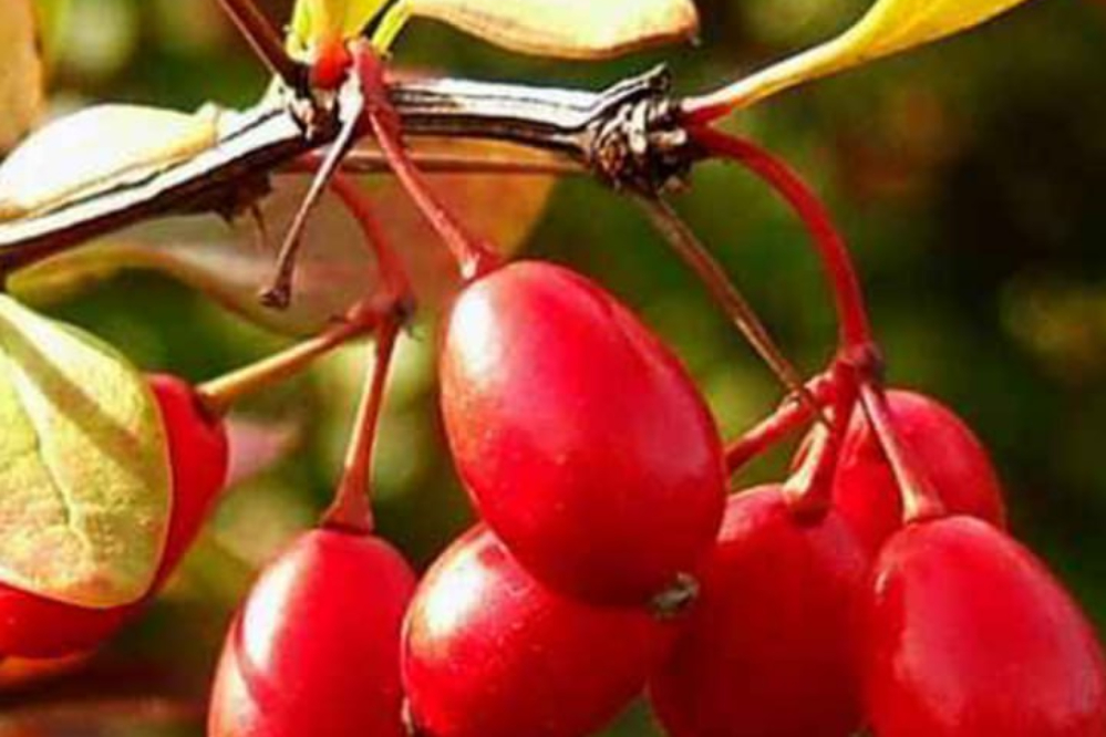 نورنما | خشک کردن زرشک و جدا کردن تیغ ها