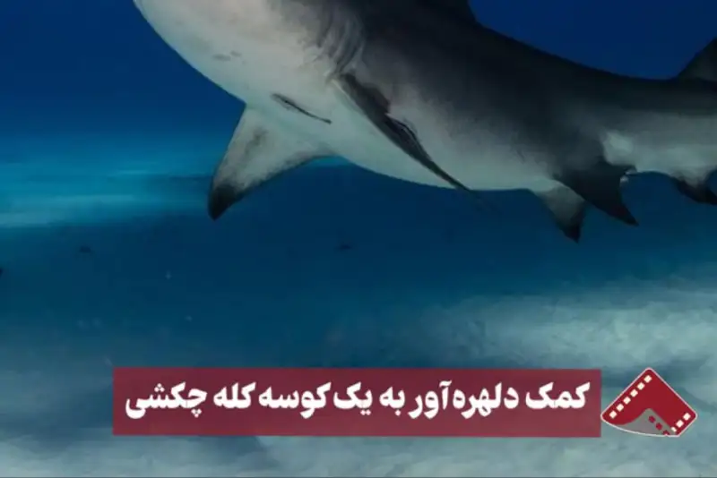 نورنما | کمک دلهره آور به یک کوسه کله چکشی