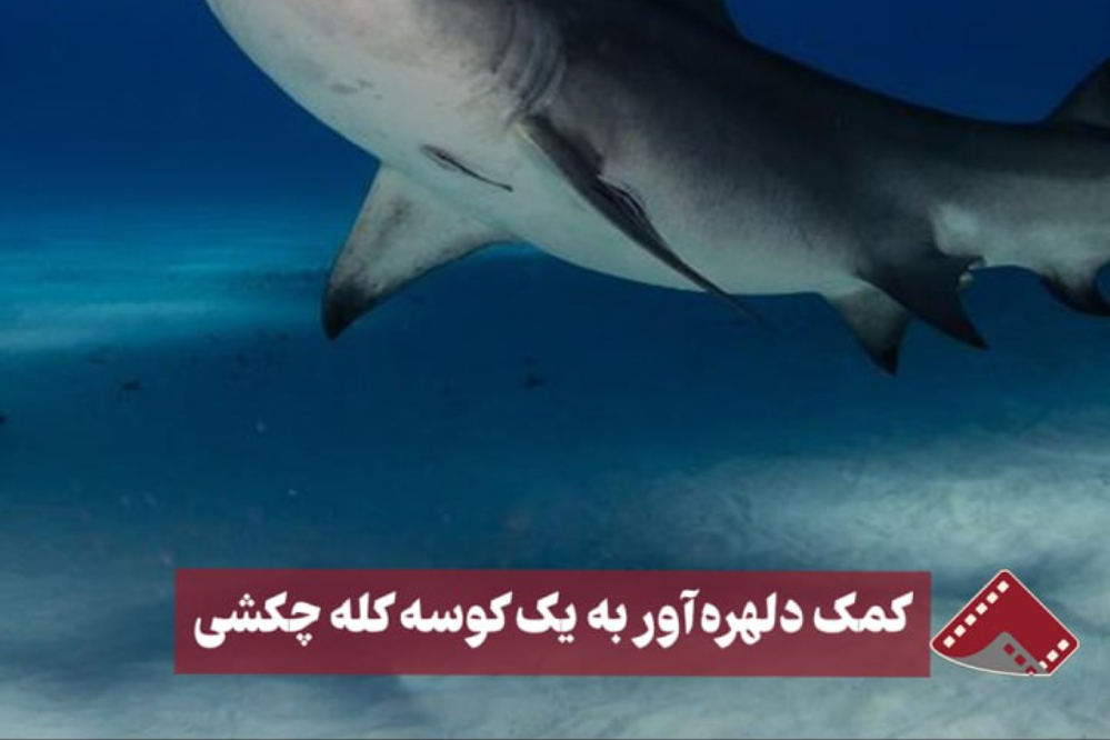 نورنما | کمک دلهره آور به یک کوسه کله چکشی