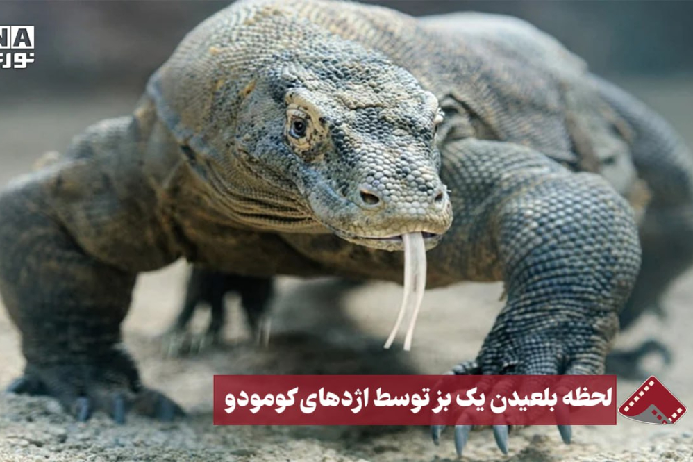 نورنما | لحظه بلعیدن یک بز توسط اژدهای کومودو