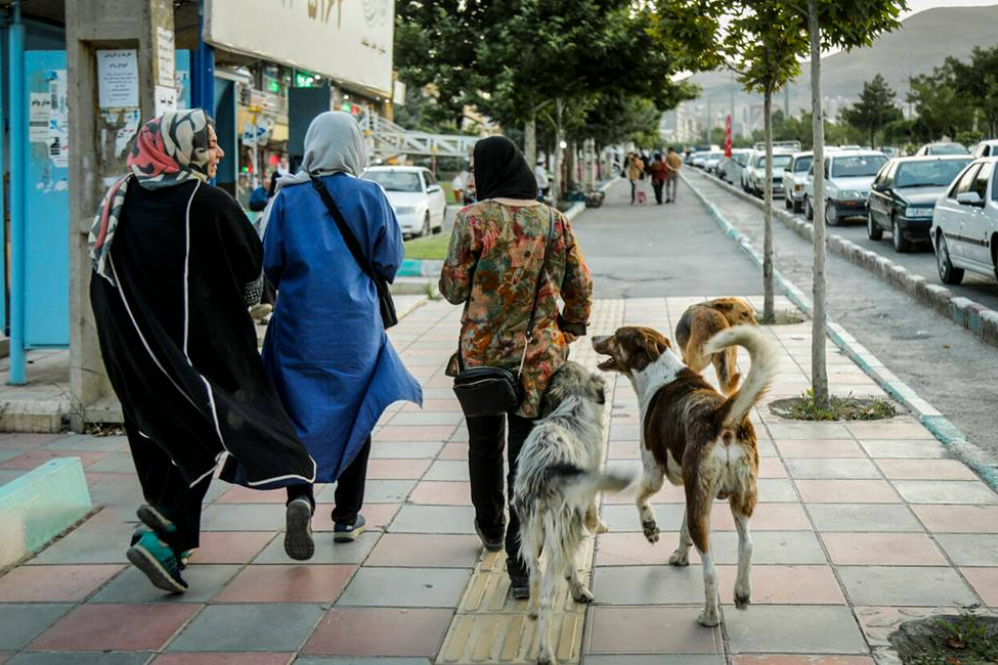 سگ‌گردانی در کدام شهرها ممنوع شد؟