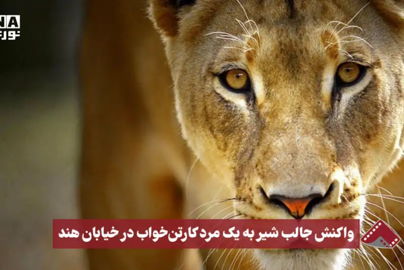نورنما | واکنش جالب شیر به یک مرد کارتن‌خواب در خیابان هند