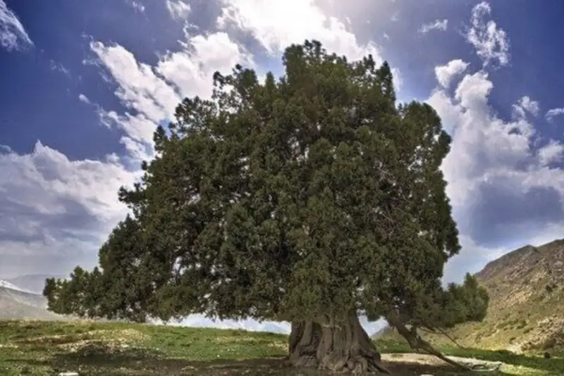 ثبت رسمی کهنسال‌ترین درخت ایران در فهرست آثار طبیعی ملی