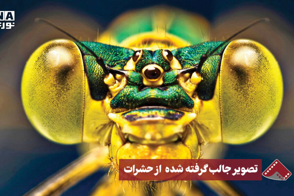 نورنما | تصویر جالب گرفته شده از حشرات