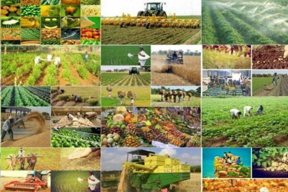 نبرد نان؛ نقشه جدید قدرت از مزرعه تا مرزهای ژئوپلیتیک