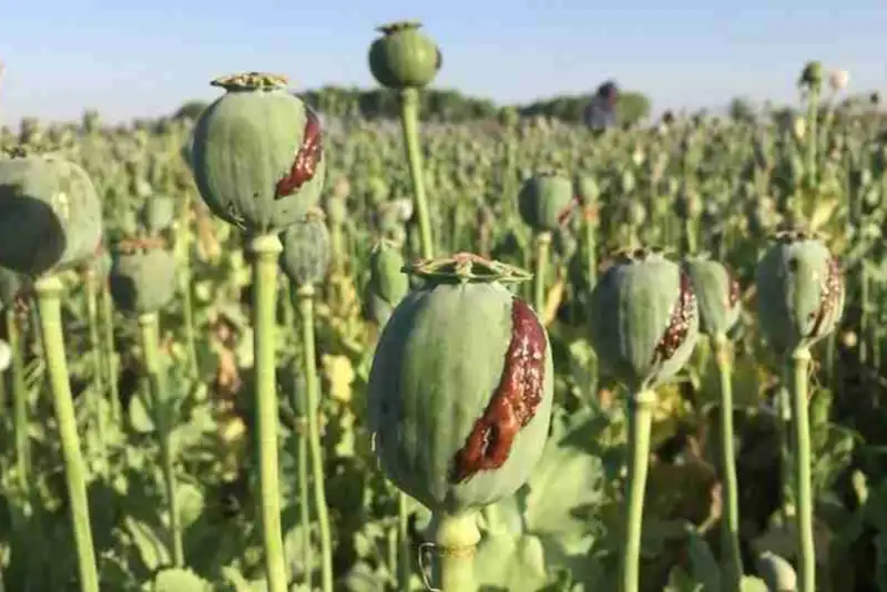 کشت خشخاش در کشور ممنوع است