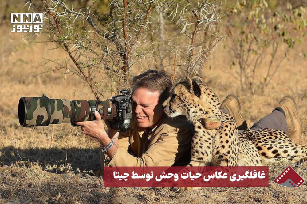 نورنما | غافلگیری عکاس حیات‌وحش توسط چیتا