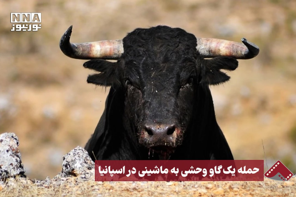 نورنما | حمله یک گاو وحشی به ماشینی در اسپانیا