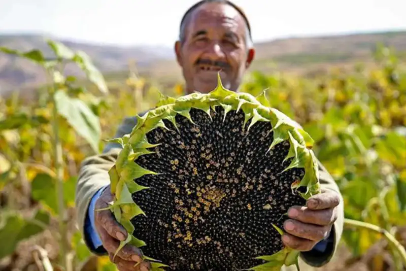 واردات بی‌رویه، خویِ آفتابگردان را خاموش کرد