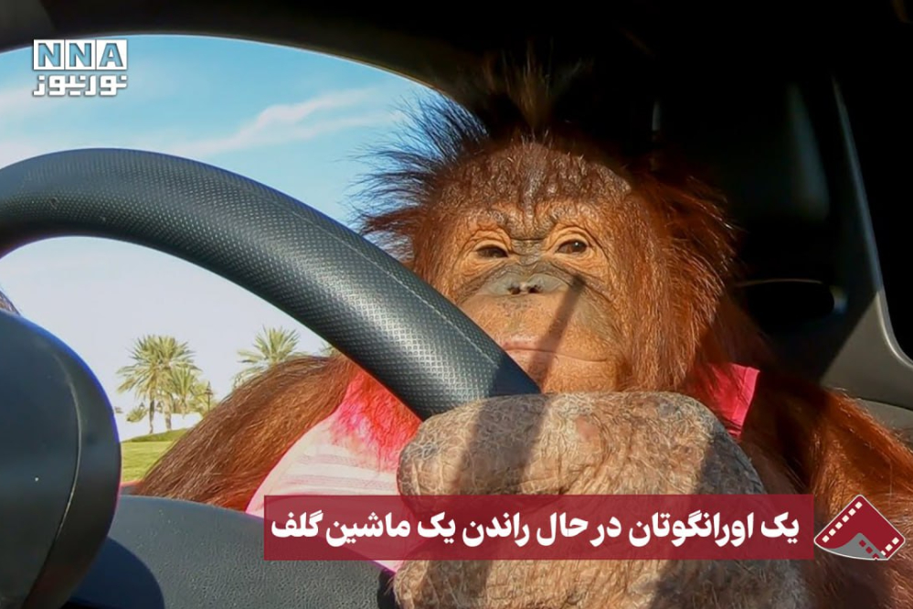 نورنما | یک اورانگوتان در حال راندن یک ماشین گلف
